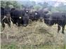 Angus Bulls – Lodi, OH for Sale