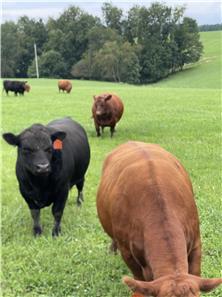 Cattle