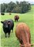 American Aberdeen Bull  for Sale