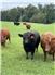 American Aberdeen Bull  for Sale