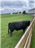 American Aberdeen Bull  for Sale