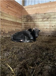 Cattle