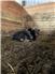 Mini zebu for Sale