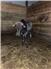 Mini zebu for Sale