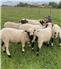 Fresh farm produce, healthy livestock, trusted supply for Sale
