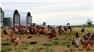 Fresh farm produce, healthy livestock, trusted supply for Sale