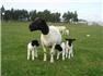Fresh farm produce, healthy livestock, trusted supply for Sale