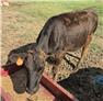 FullBlood Black Wagyu for Sale