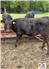 FullBlood Black Wagyu for Sale