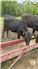 FullBlood Black Wagyu for Sale
