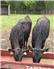 FullBlood Black Wagyu for Sale