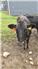 FullBlood Black Wagyu for Sale