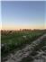 54.5 Acre Cash-Crop Farm with Ranch Home & Large Machine-Storage Building for Sale