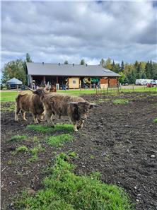 Cattle