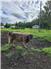 Young Highlander purebred unregistered bull for Sale
