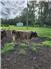 Young Highlander purebred unregistered bull for Sale