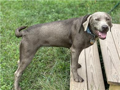 Labrador Retriever