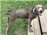 Silver Labrador Retriever for Sale