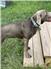 Silver Labrador Retriever for Sale