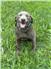 Silver Labrador Retriever for Sale
