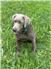 Silver Labrador Retriever for Sale