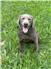 Silver Labrador Retriever for Sale