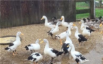 Poultry