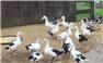 Heritage Ancona Ducks for Sale