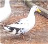 Heritage Ancona Ducks for Sale