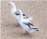 Heritage Ancona Ducks for Sale