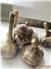 Russian Red Seed Garlic  for Sale