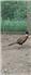 18 Week Ringneck Pheasants MALES ONLY for Sale