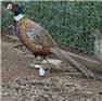 18 Week Ringneck Pheasants MALES ONLY for Sale