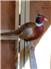 18 Week Ringneck Pheasants MALES ONLY for Sale