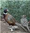 18 Week Ringneck Pheasants MALES ONLY for Sale