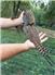 18 Week Ringneck Pheasants MALES ONLY for Sale