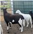 Katahdin Ewe Lambs for Sale