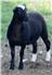 Katahdin Ewe Lambs for Sale