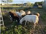 Katahdin Ewe Lambs for Sale