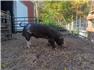 Berkshire pigs- ...