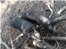 Berkshire pigs- 1 boar 2 gilts for Sale