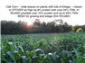 CORN SEED for Sale
