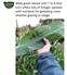 CORN SEED for Sale